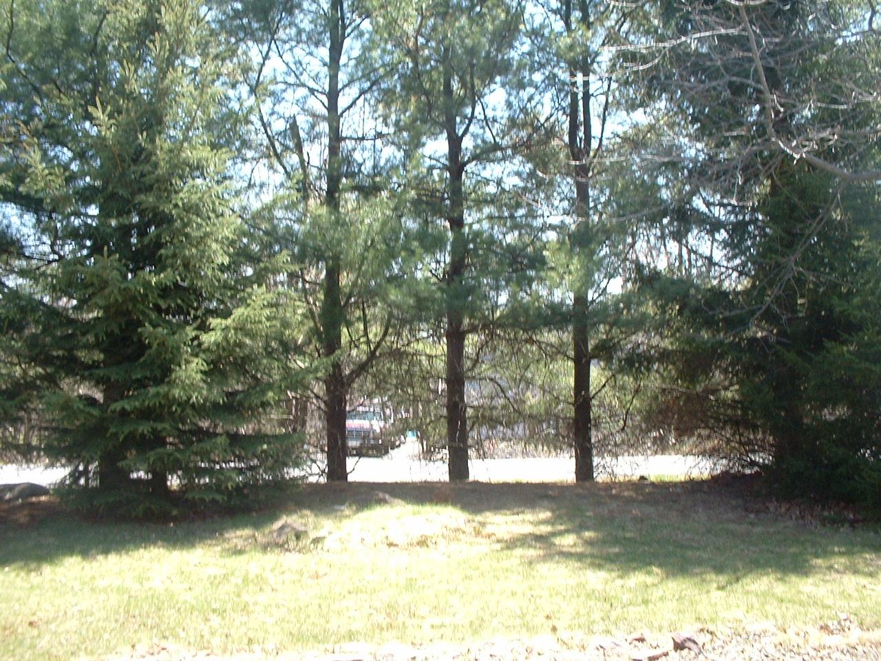 65 Buck Hill Road Blakeslee, PA 18610 - Photo 3 of 16 a view of a tree in the middle of a yard