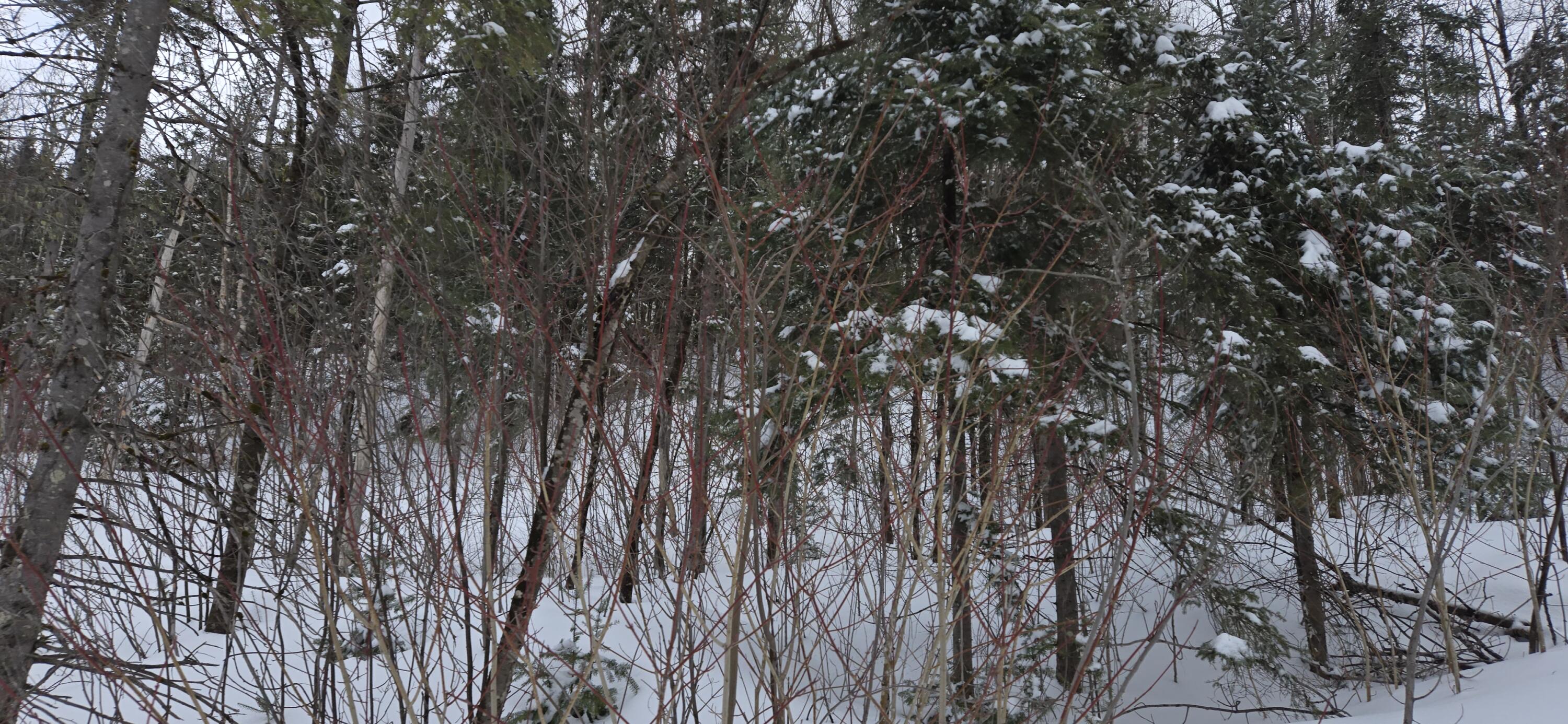 Map31 Map31 Lot12 St. David, ME 04773 - Photo 21 of 35 20260404_142419