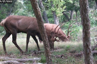 108 Oak Road Fredericksburg, TX 78624 - Photo 5 of 14 a view of a backyard with large trees and plants