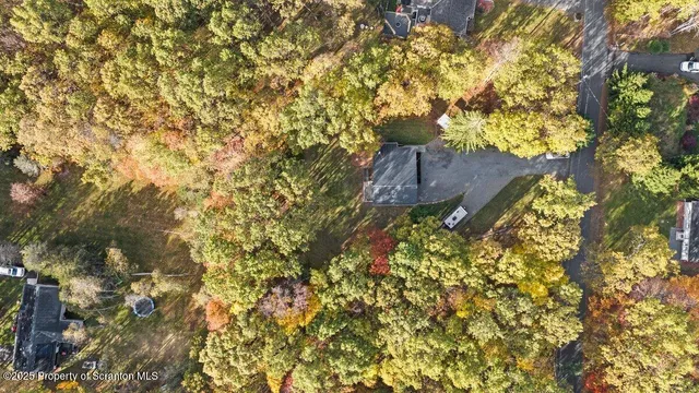 a view of a large tree with yard in front of it