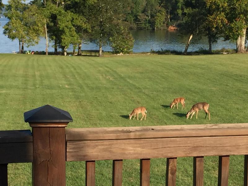 1235 New Lake Road, Unit 2 Spring City, TN 37381 - Photo 12 of 17 - Year round friendly neighbors