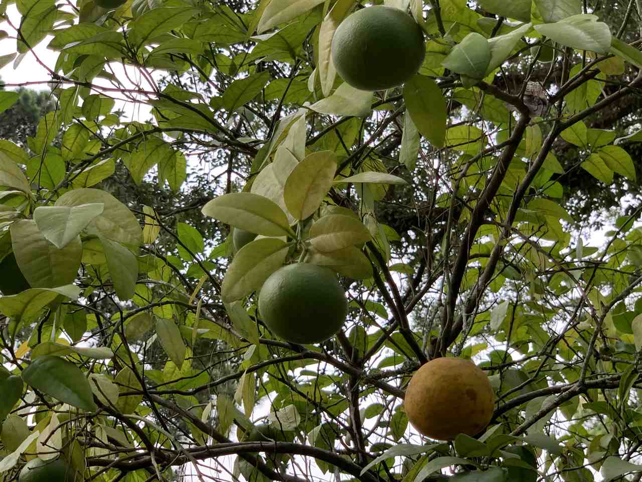 1917 Sharon Road Tallahassee, FL 32303 - Photo 4 of 35