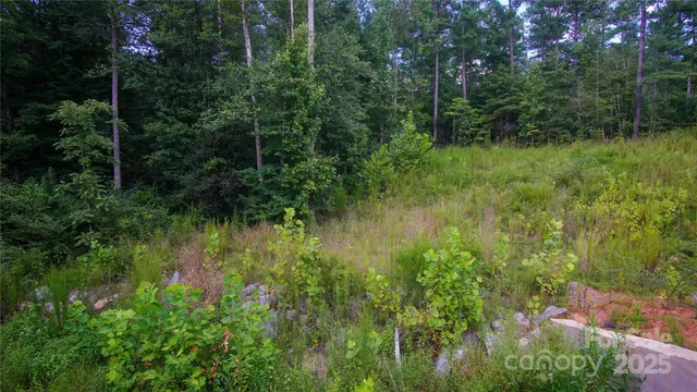 a lush green forest with lots of trees