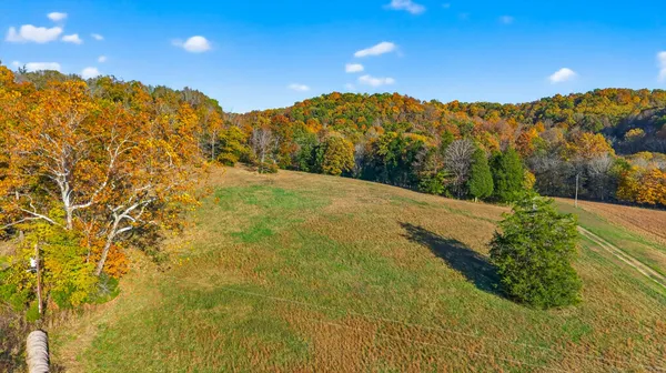 a view of a yard with a tree