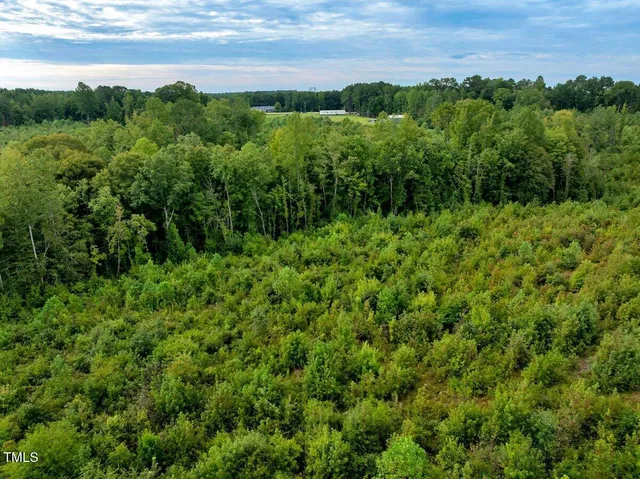 a view of a lush green forest with lots of trees