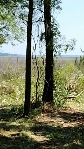 $25,000 | 0 Briar Patch Road Southeast, Townsend, GA 31331