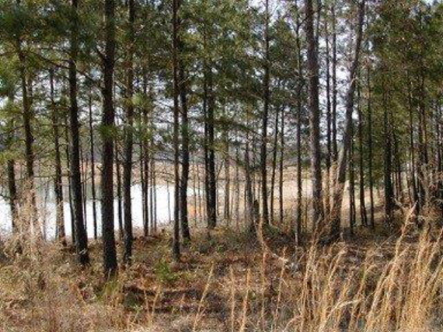 Lot 555 Forest Bluff Road Aiken, SC 29803 - Photo 16 of 18 Gallery Image 16