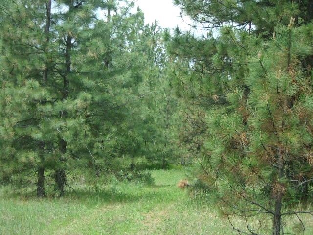 X12 X Hoag Road Valley, WA 99181 - Photo 11 of 31