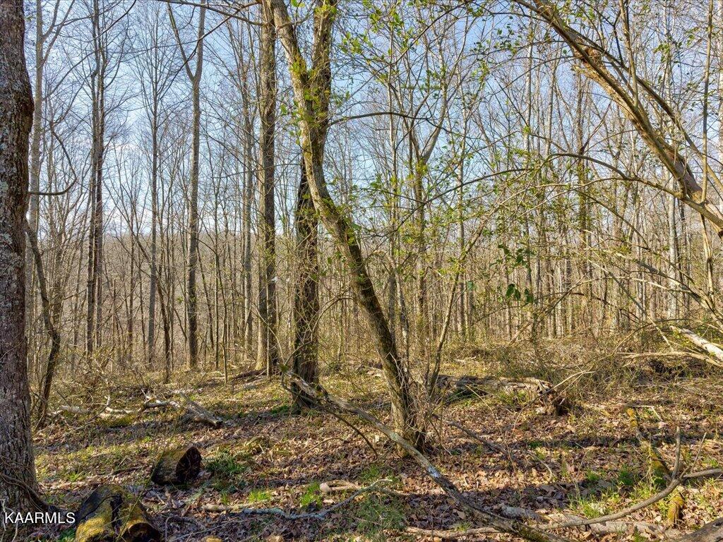 4 Wilson Road Speedwell, TN 37870 - Photo 3 of 27 Tract 4 Wilson Rd - 3
