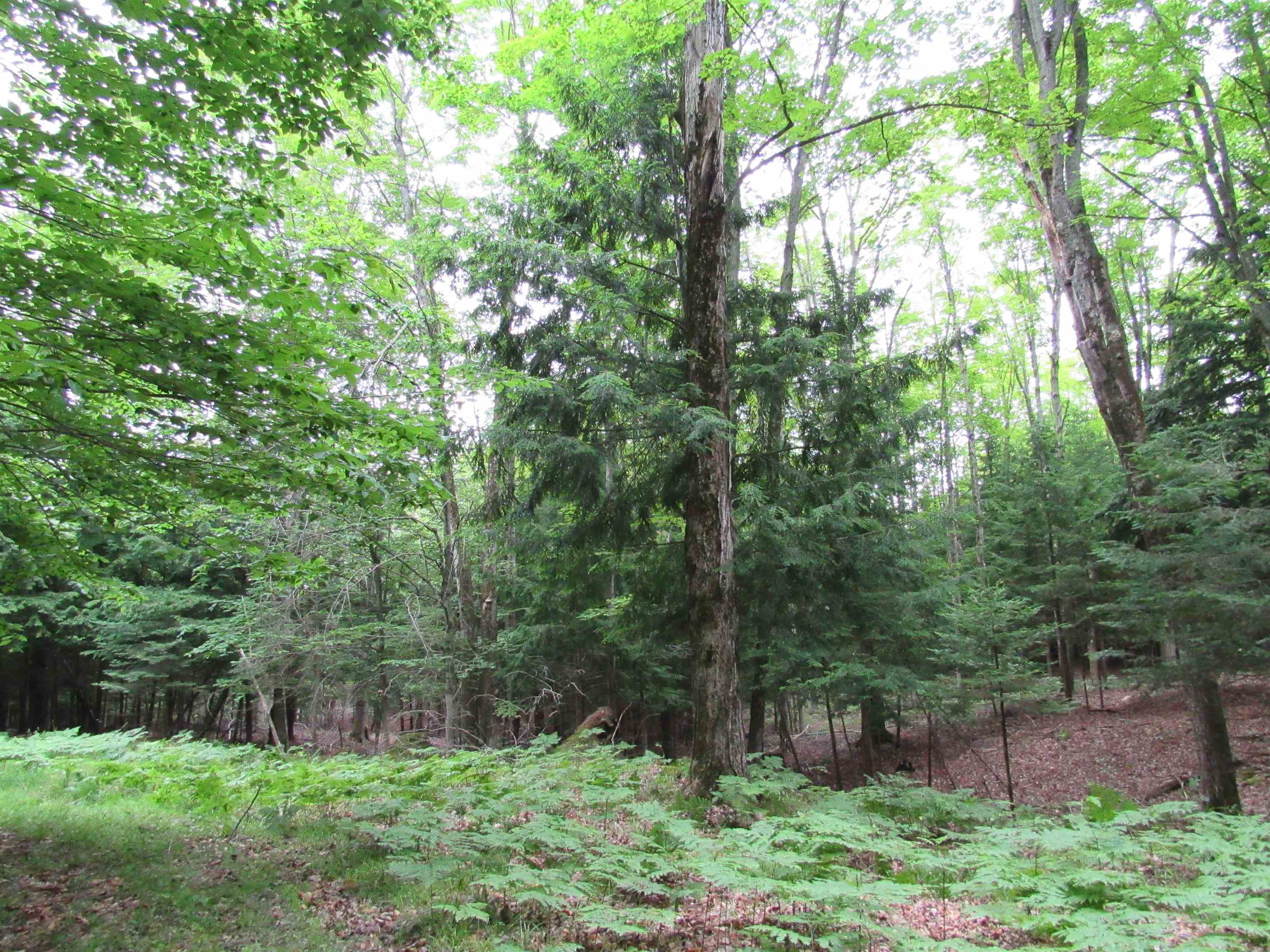 0 North Poor Farm Road Harrisville, MI 48740 - Photo 20 of 20