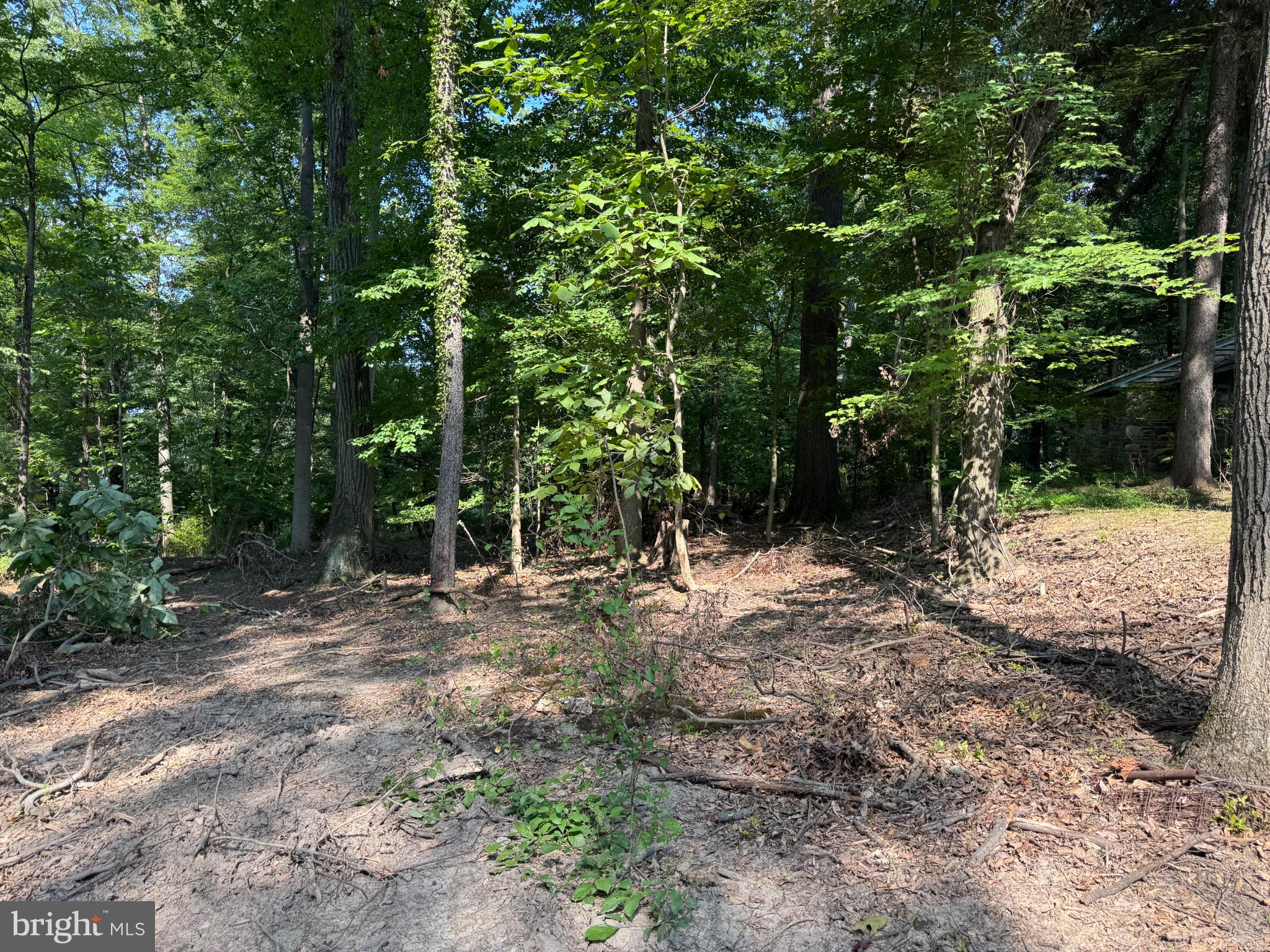 416 Militia Hill Road Fort Washington, PA 19034 - Photo 12 of 15 a view of a forest with trees in the background