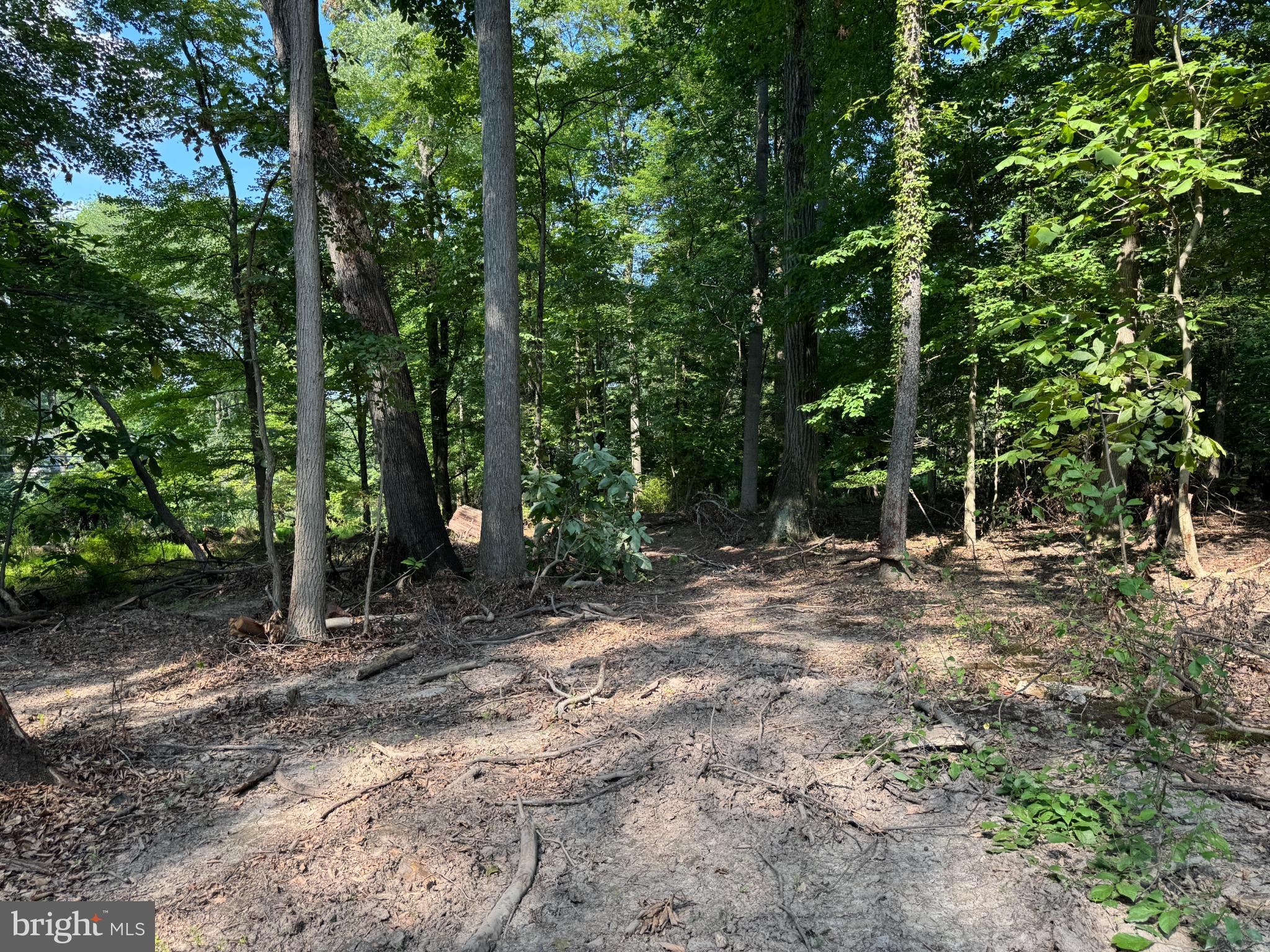 416 Militia Hill Road Fort Washington, PA 19034 - Photo 13 of 15 a view of a forest with trees in the background