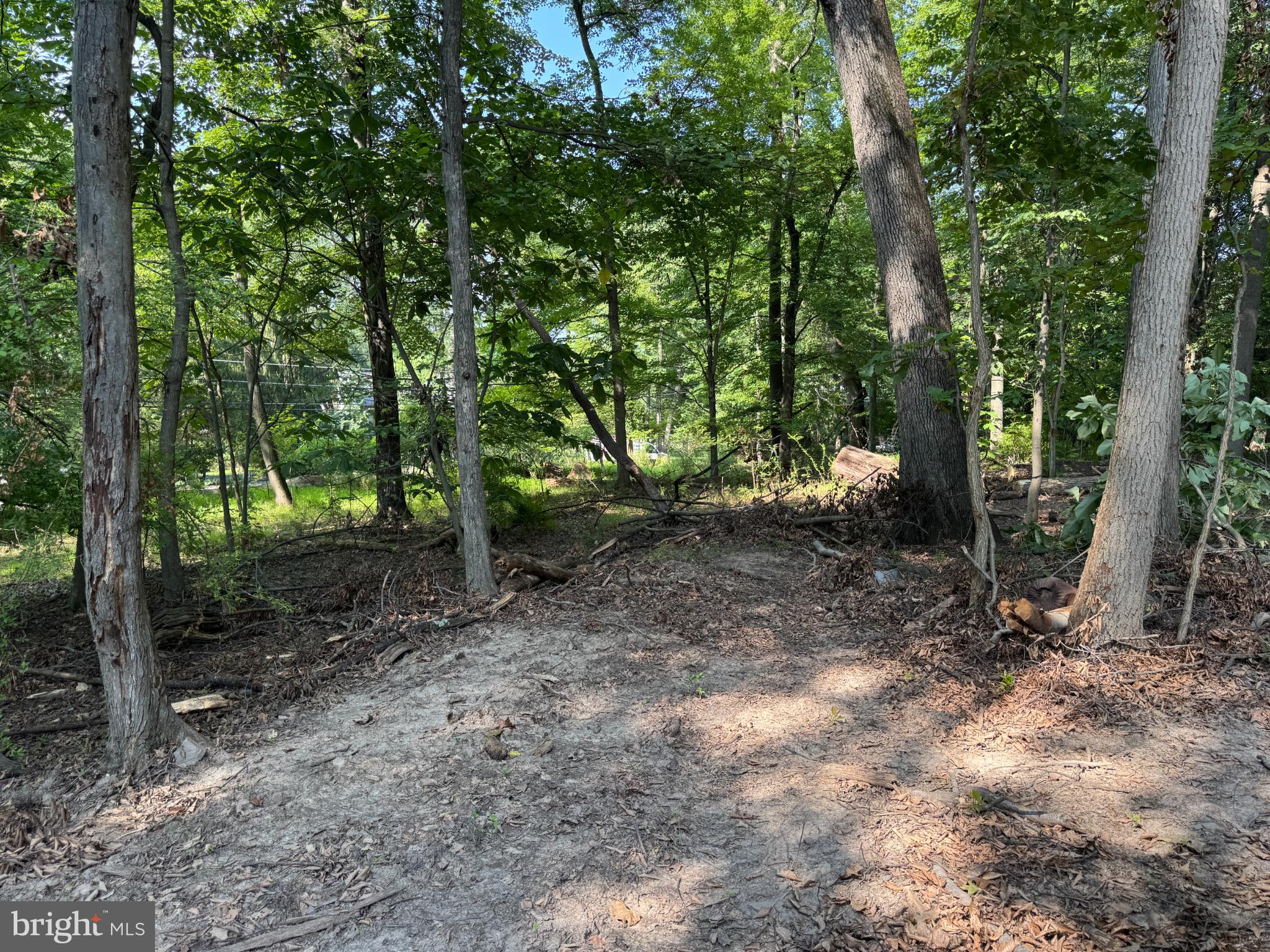 416 Militia Hill Road Fort Washington, PA 19034 - Photo 3 of 15 a view of a forest with trees in the background