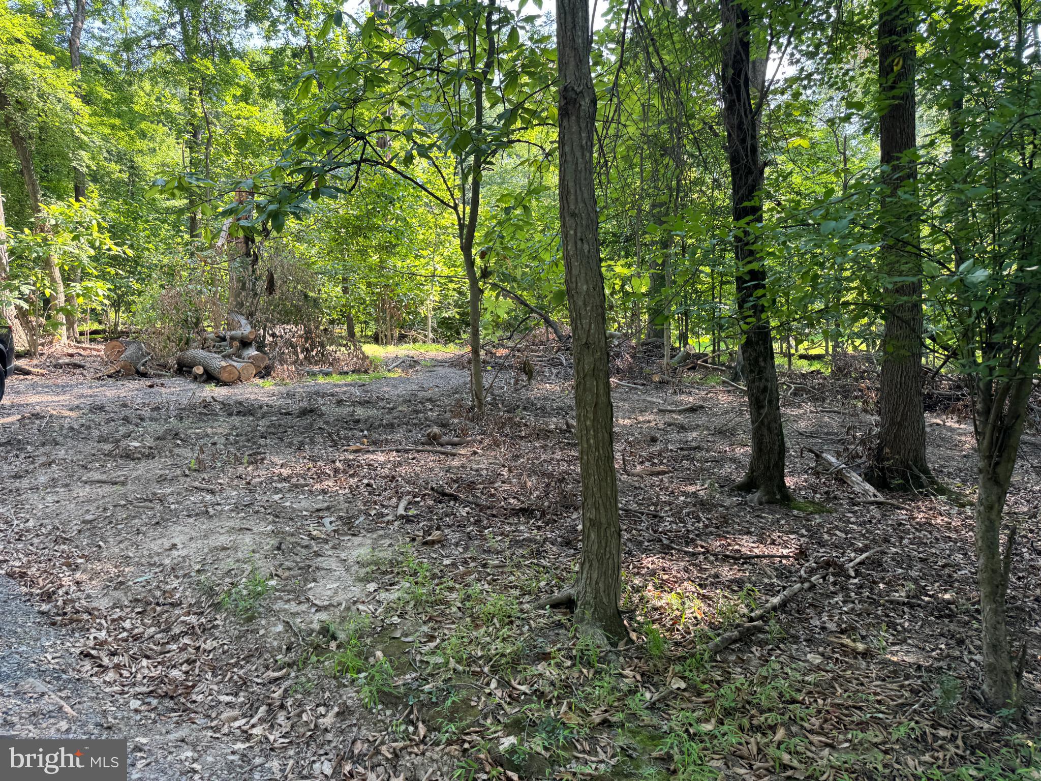 416 Militia Hill Road Fort Washington, PA 19034 - Photo 7 of 15 a view of a forest with trees in the background