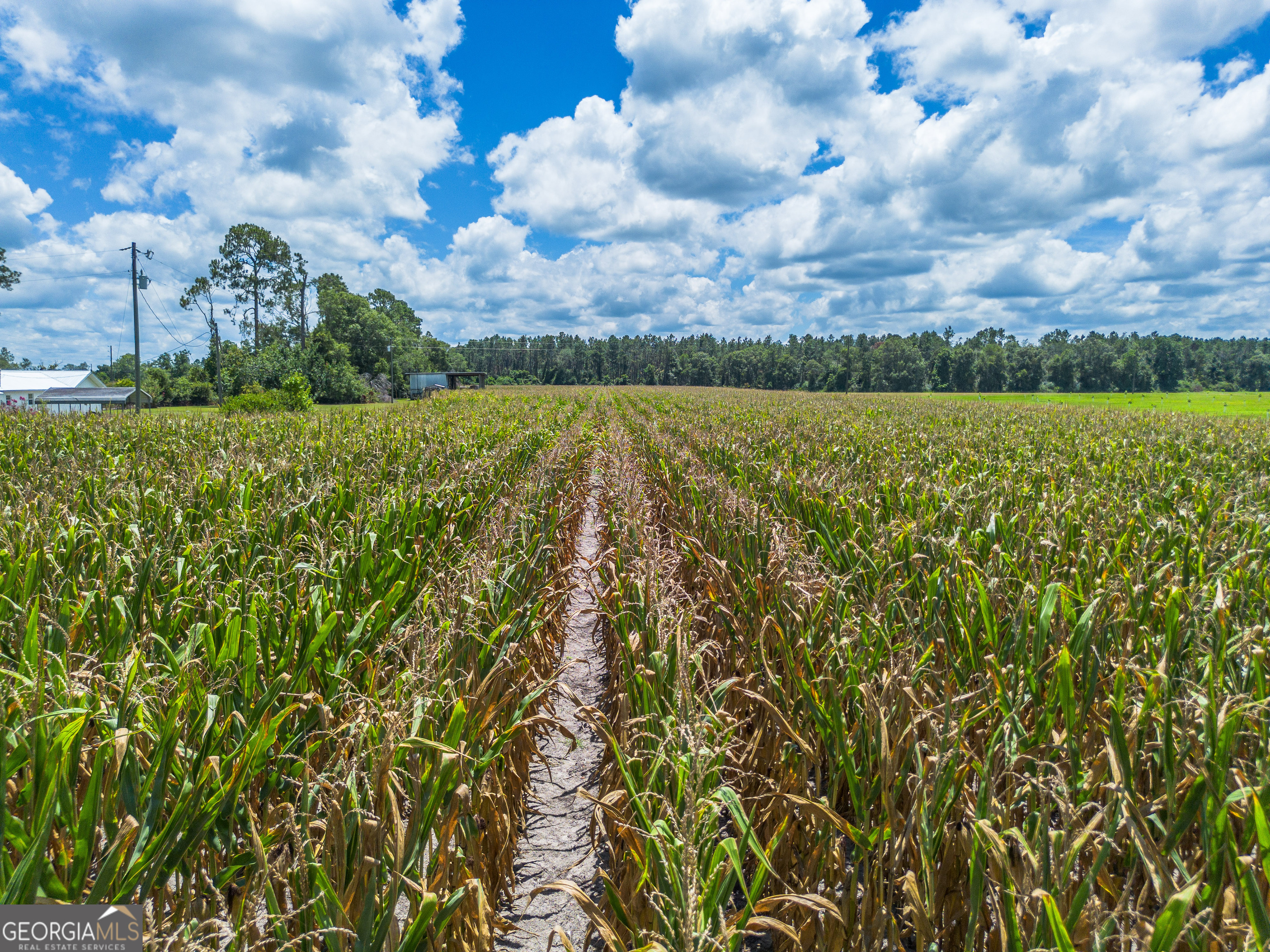 598 Teakwood Road Alma, GA 31510 - Photo 2 of 5 a view of a yard with an trees
