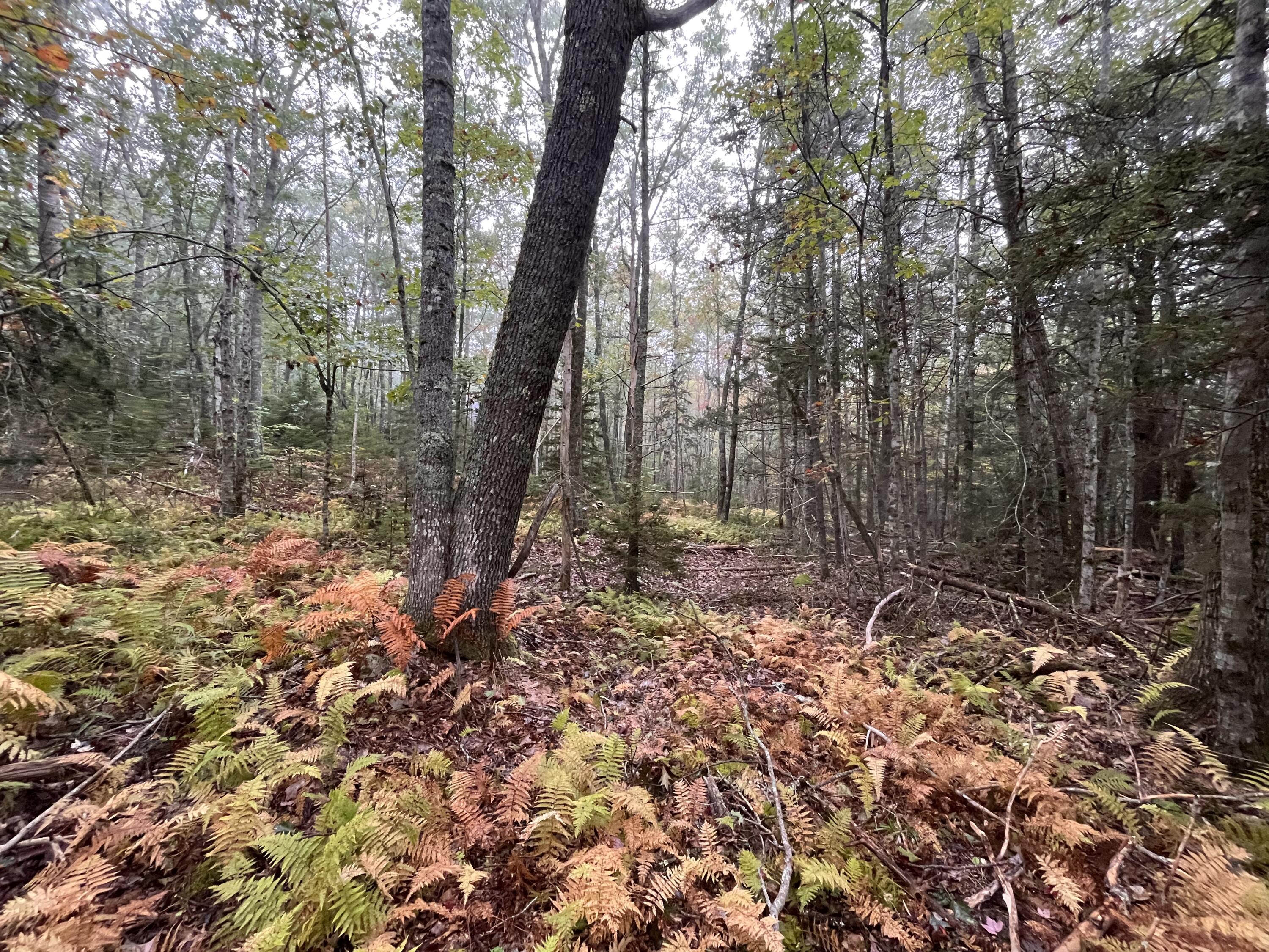 Lot 83 Black Spruce Road Bristol, ME 04539 - Photo 4 of 22 58466722-2A92-4479-ABB1-BE083EEF8031
