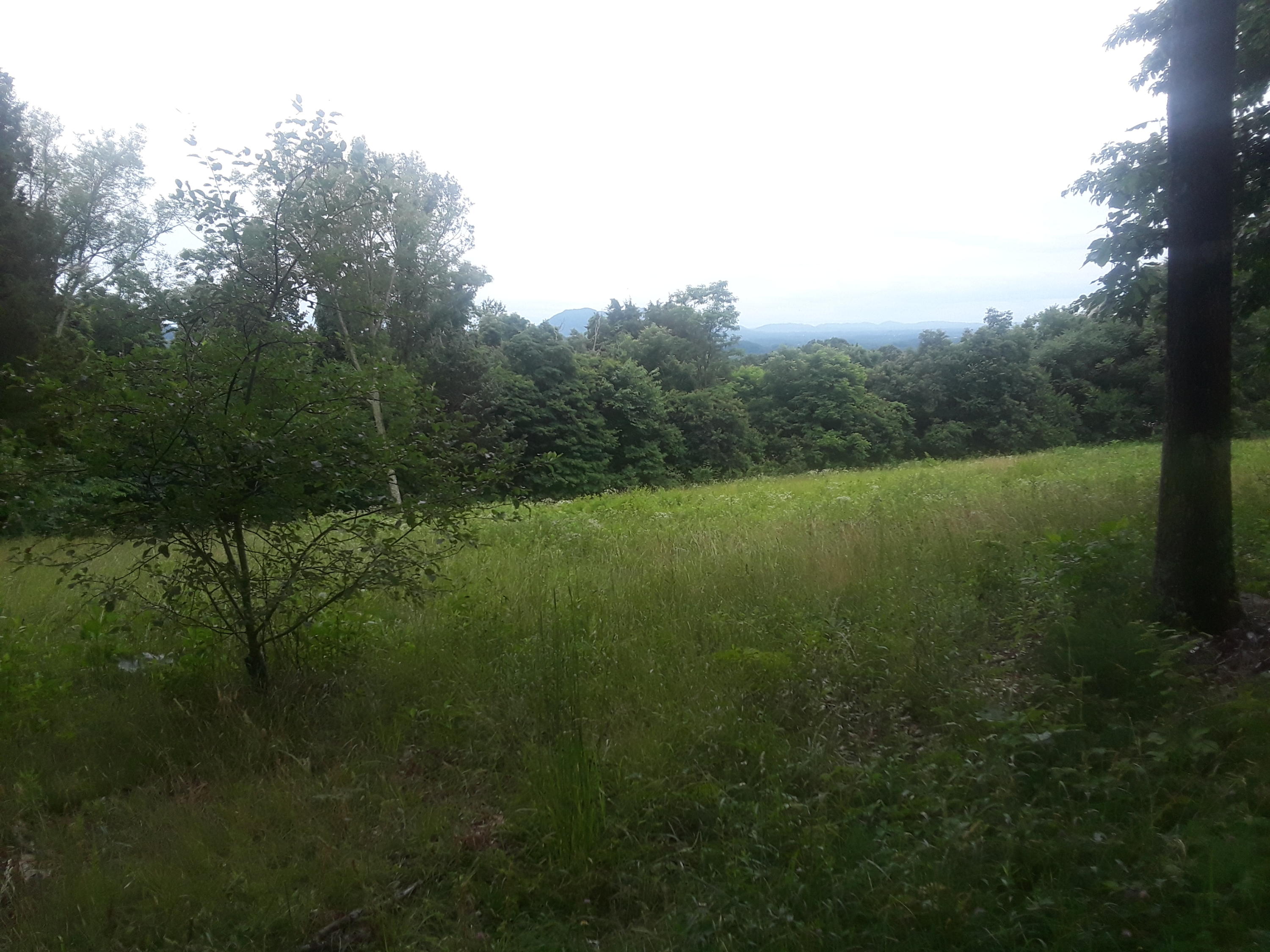 North Ridgecrest Road Luttrell, TN 37779 - Photo 11 of 20 20190608_185742