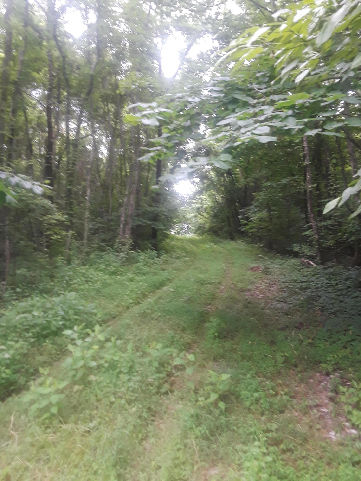 North Ridgecrest Road Luttrell, TN 37779 - Photo 13 of 20 20190608_185844