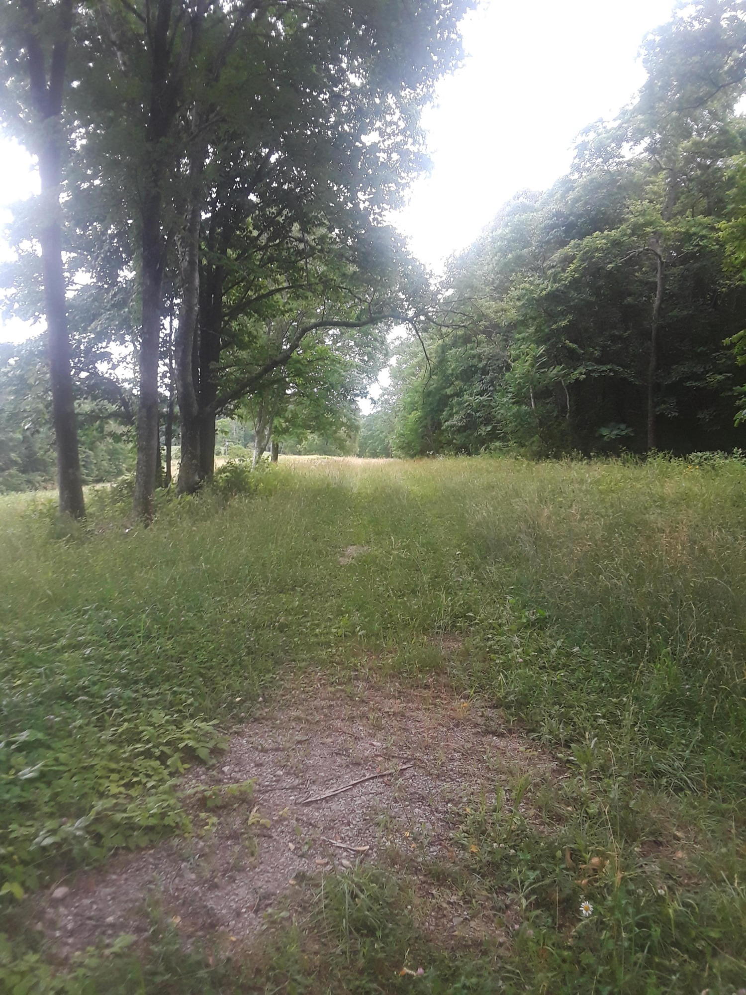 North Ridgecrest Road Luttrell, TN 37779 - Photo 16 of 20 20190608_185945