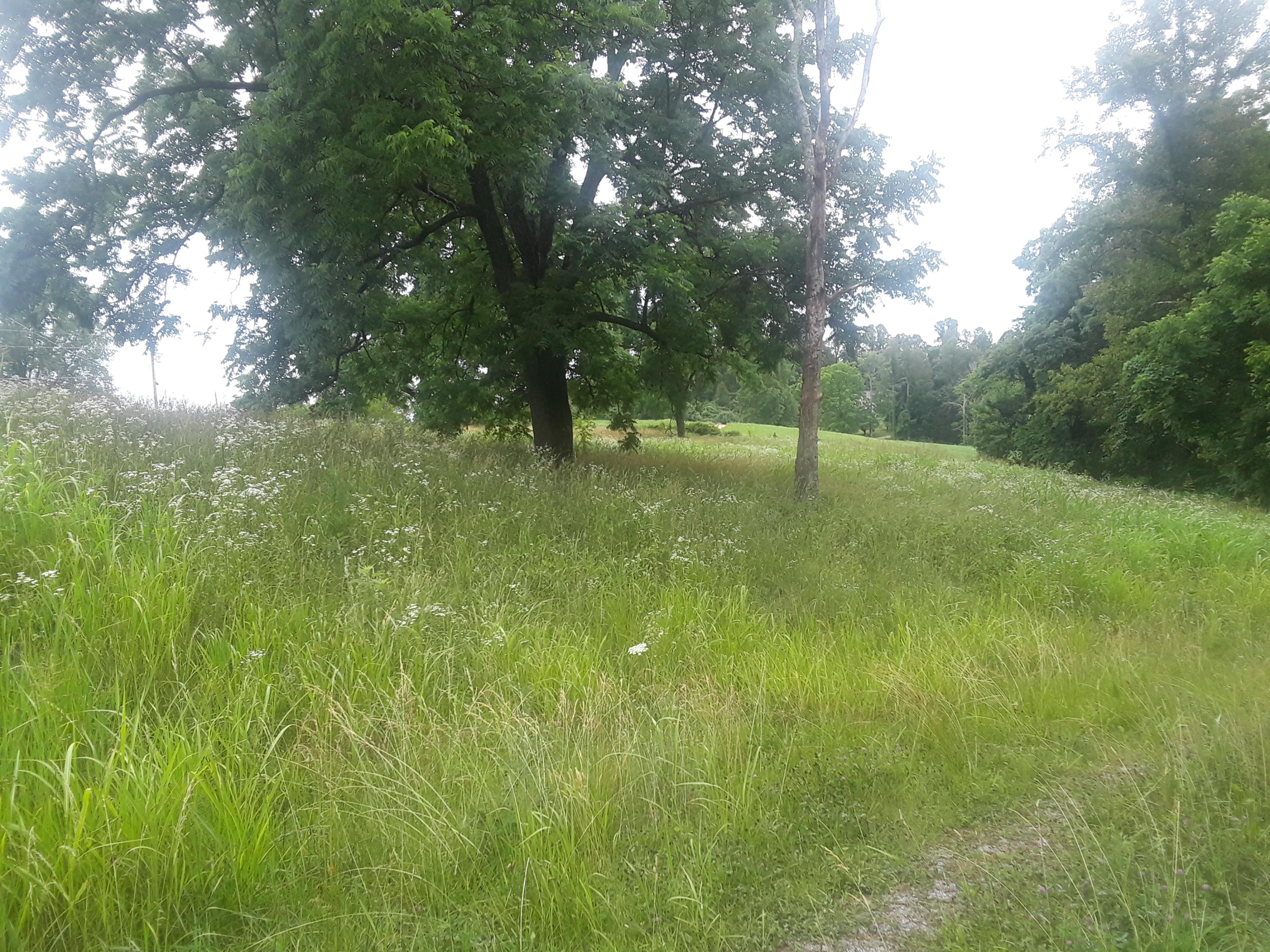 North Ridgecrest Road Luttrell, TN 37779 - Photo 6 of 20 20190608_184441