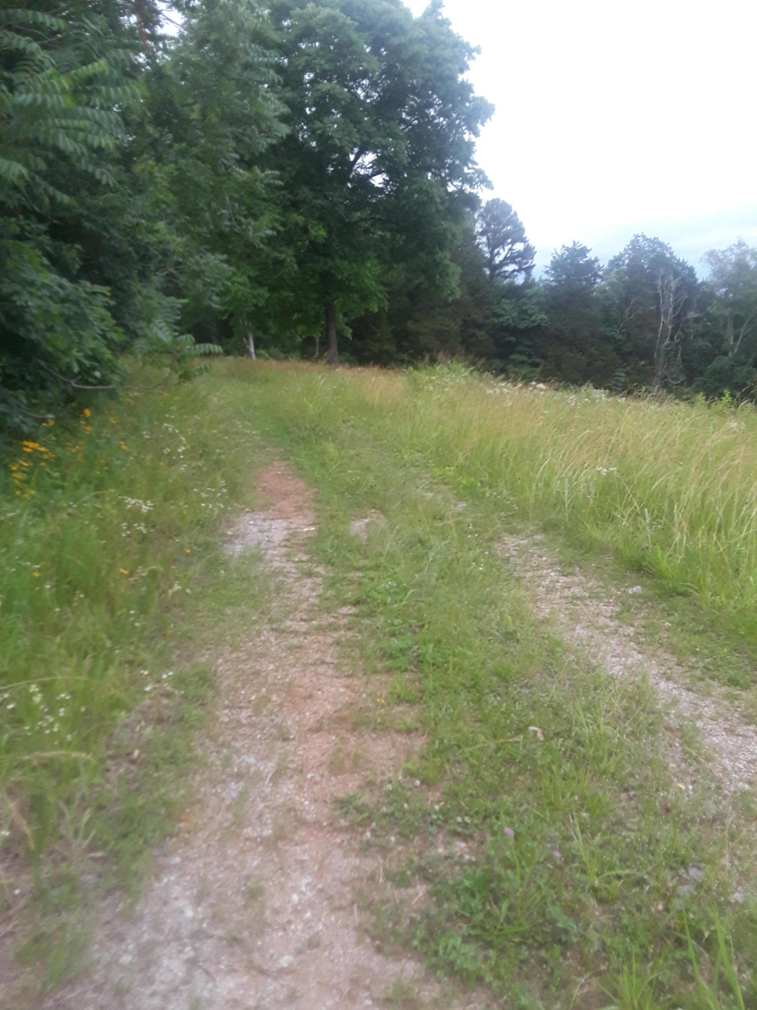 North Ridgecrest Road Luttrell, TN 37779 - Photo 8 of 20 20190608_185635