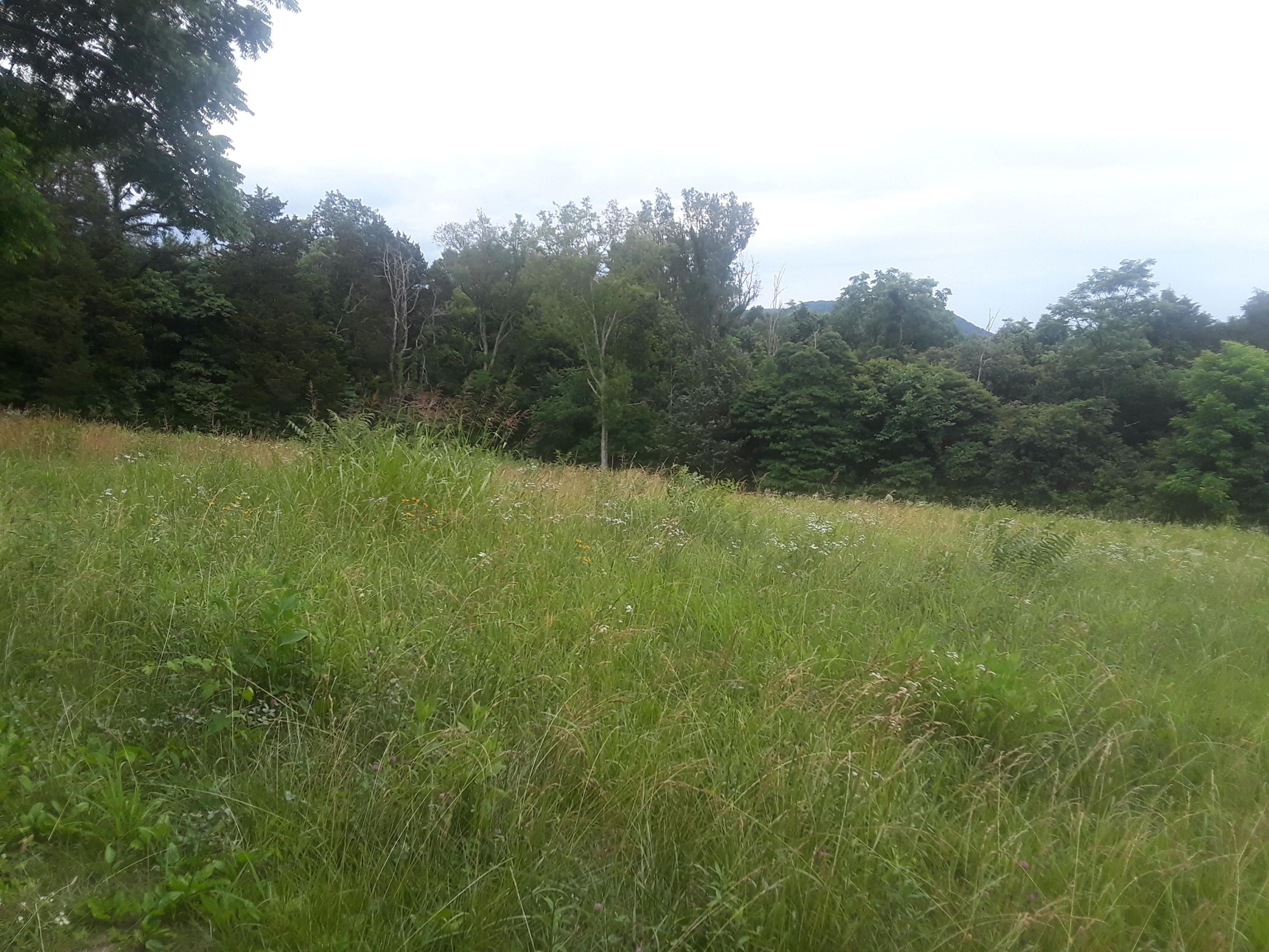 North Ridgecrest Road Luttrell, TN 37779 - Photo 10 of 20 20190608_185652