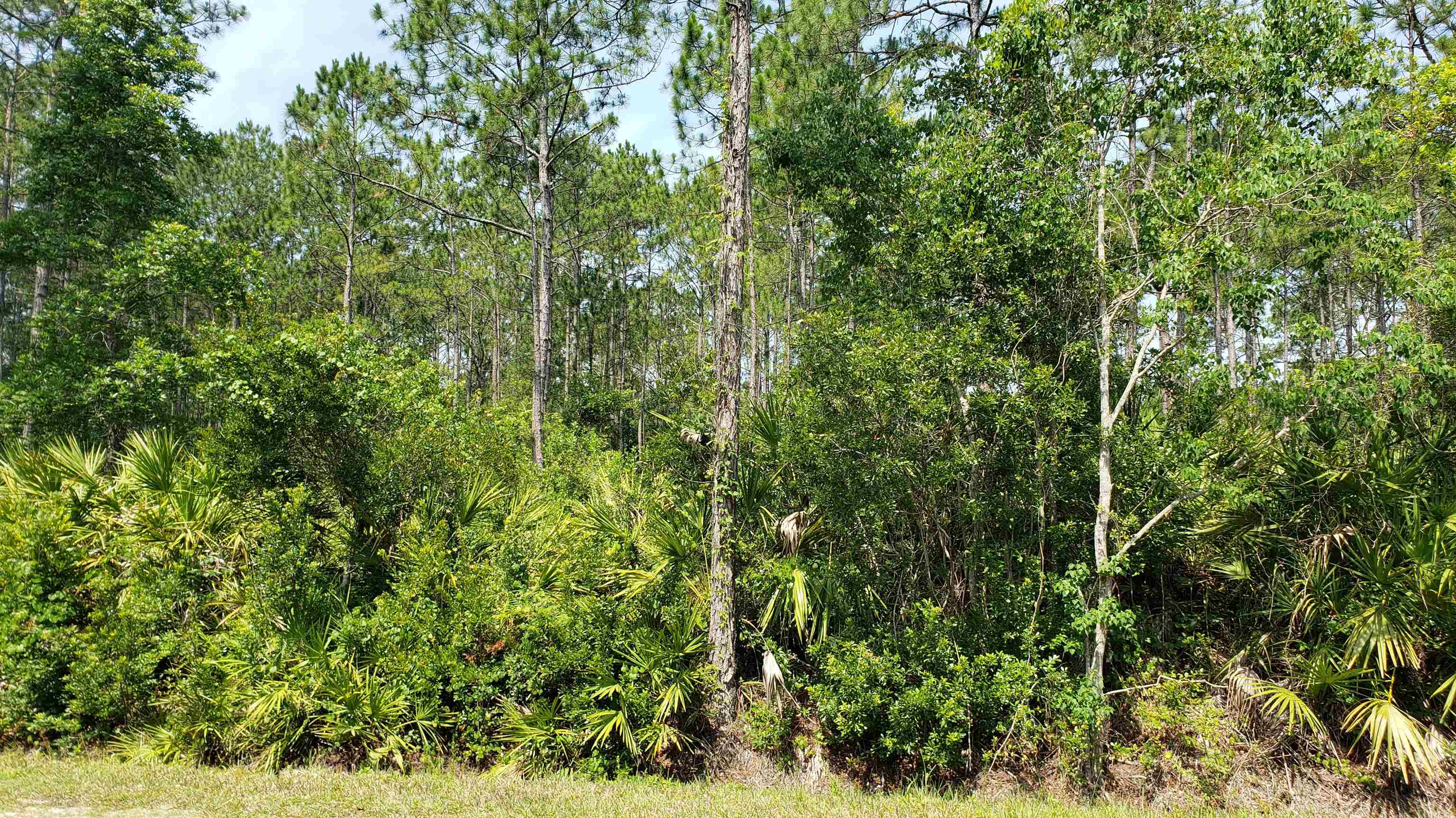 0 Green Acres Road St. Augustine, FL 32084 - Photo 1 of 5 a view of a lush green forest