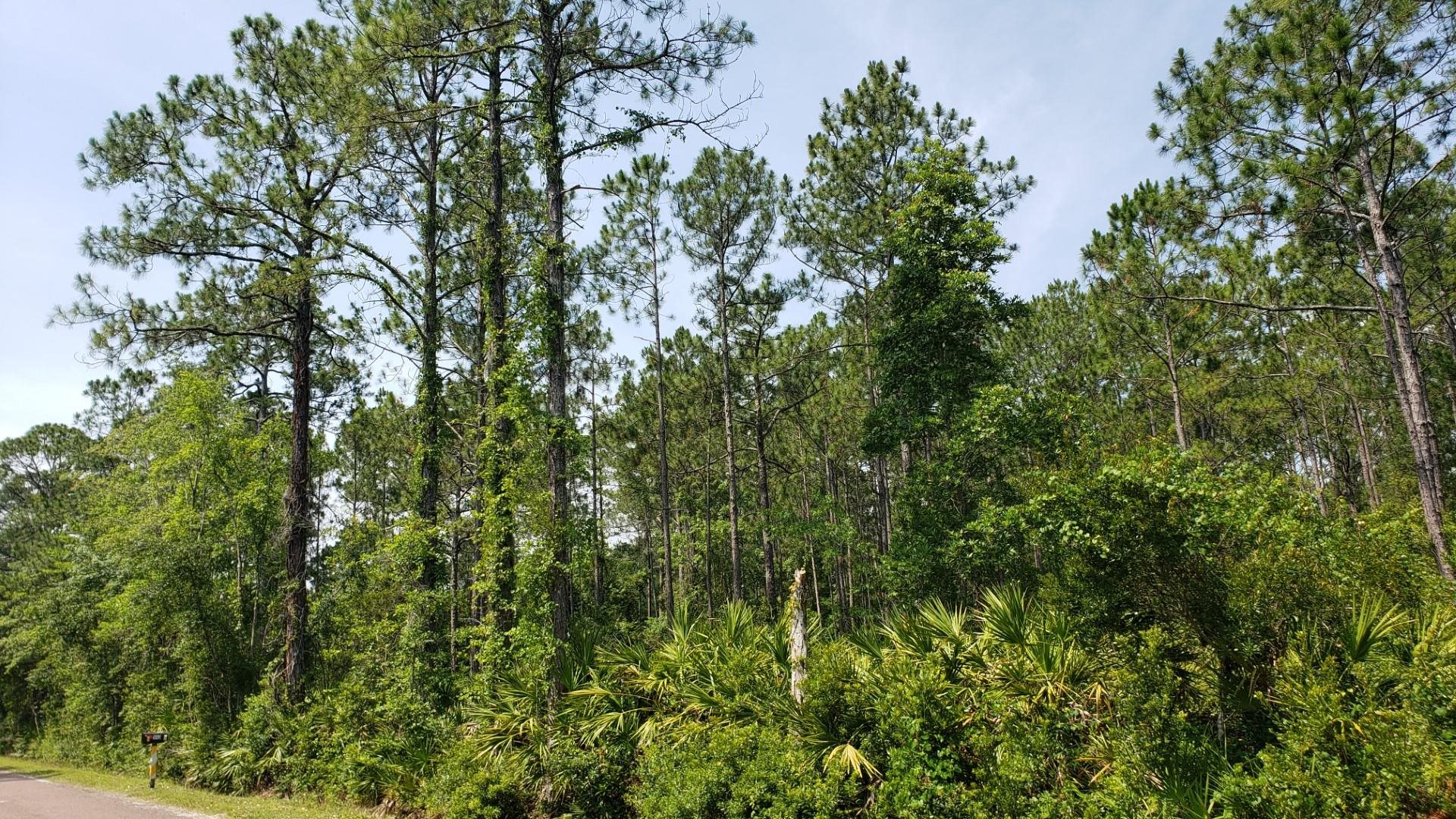 0 Green Acres Road St. Augustine, FL 32084 - Photo 2 of 5 a view of a lush green forest with lawn chairs