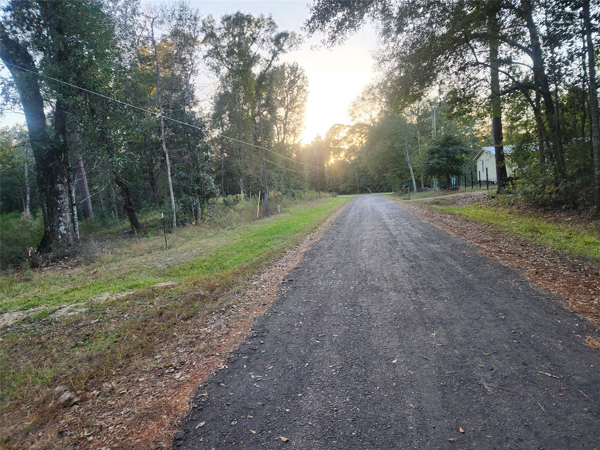 a view of a yard with trees