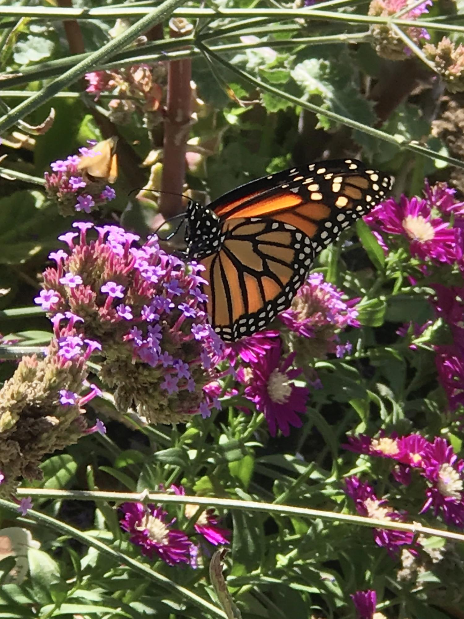 5196 Pioneer Road Medford, OR 97501 - Photo 74 of 94 5196pollinator2