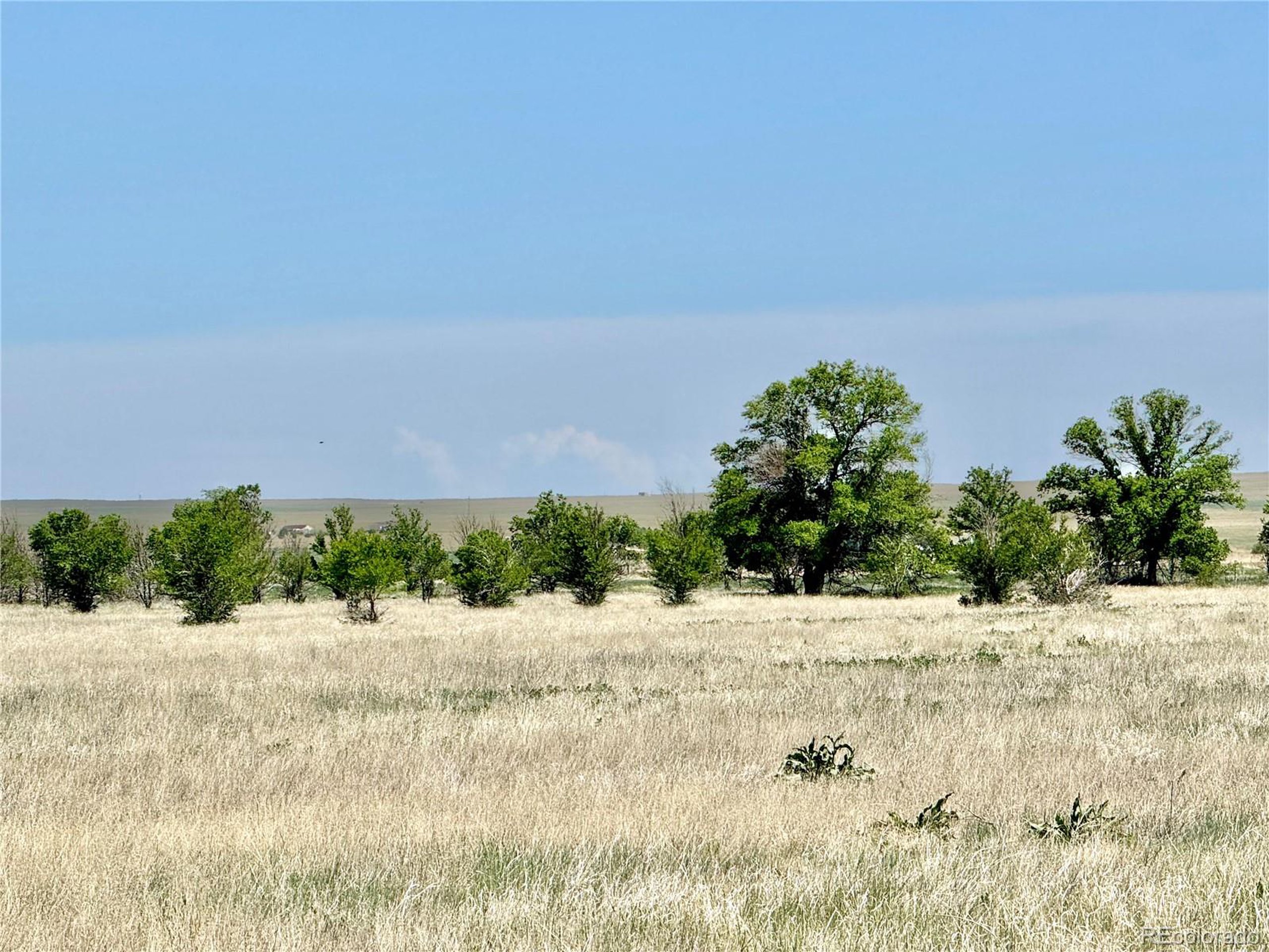 a view of a dry yard