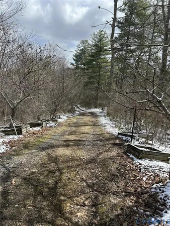a view of a forest filled with trees