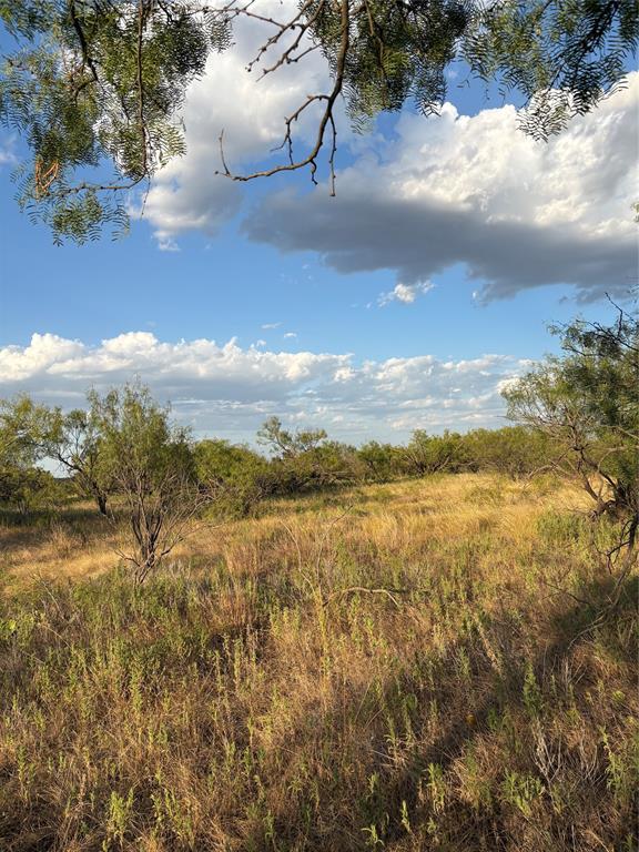 271 Wyatt Road Jacksboro, TX 76458 - Photo 11 of 40 Expansive natural landscape featuring varied vegetation and mature trees under an open sky