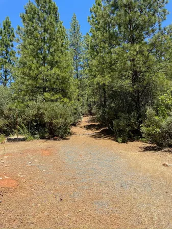 a view of a yard with an trees