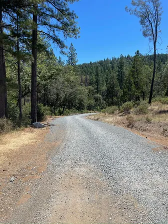 a view of a dirt road with large trees