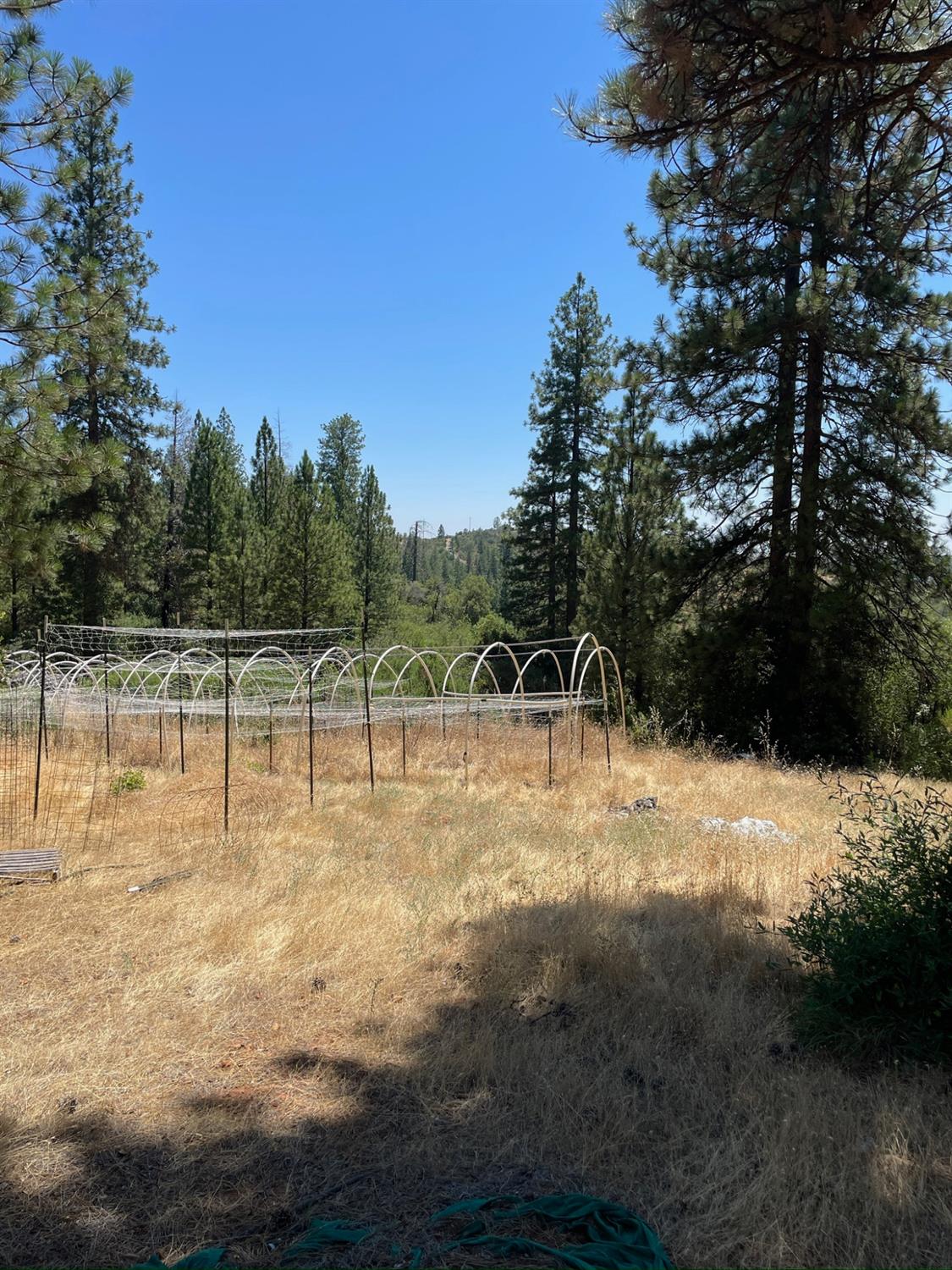 10874 Marysville Road Dobbins, CA 95935 - Photo 32 of 46 a view of a yard with a tree