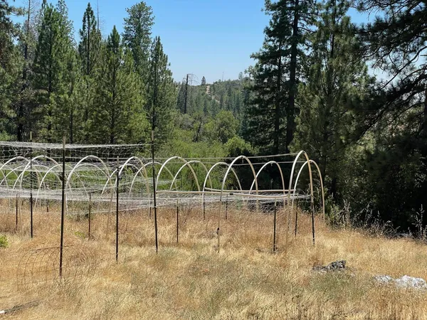 a view of a yard with a tree