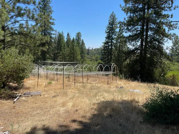 a view of a forest filled with trees