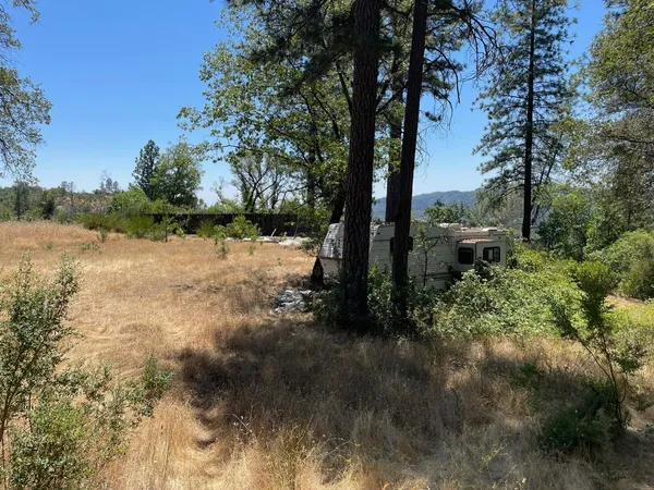 a view of a garden with large trees