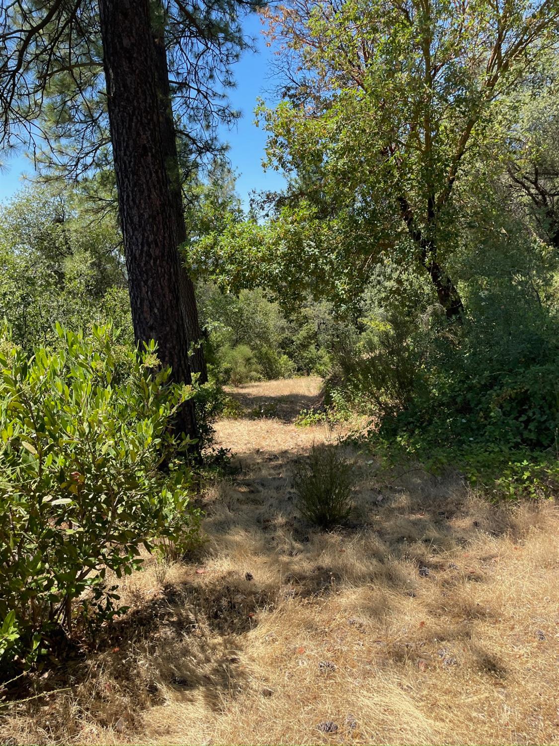 10874 Marysville Road Dobbins, CA 95935 - Photo 41 of 46 a view of a yard with plants and large trees