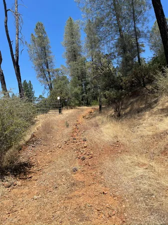 a view of a forest with trees in the background