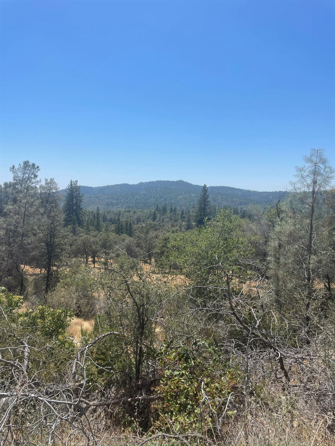 10874 Marysville Road Dobbins, CA 95935 - Photo 45 of 46 a view of a forest with trees in the background