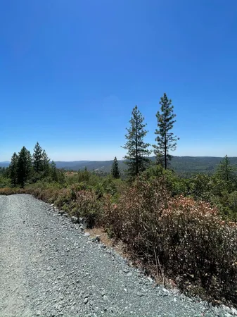 a view of a plants in middle of forest