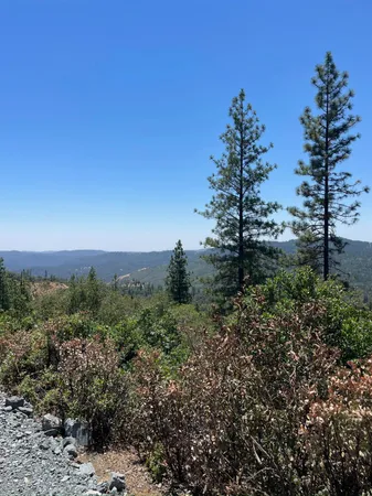a view of a bunch of trees