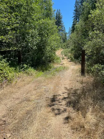 a view of a yard with a tree
