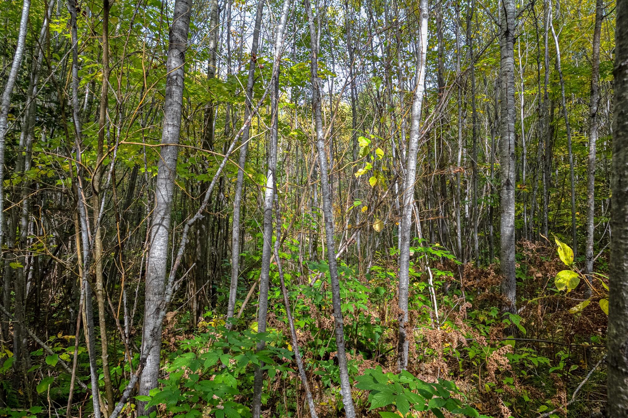 Off South Turtle Lake Road, Unit 10A Manitowish Waters, WI 54545 - Photo 27 of 61 Gallery Image 27