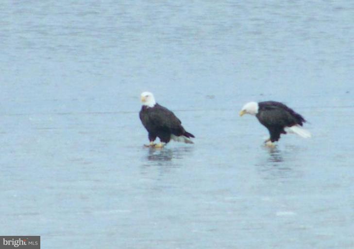 31 Tides Road King George, VA 22485 - Photo 12 of 15 BALD EAGLES ON WINTER ICE
