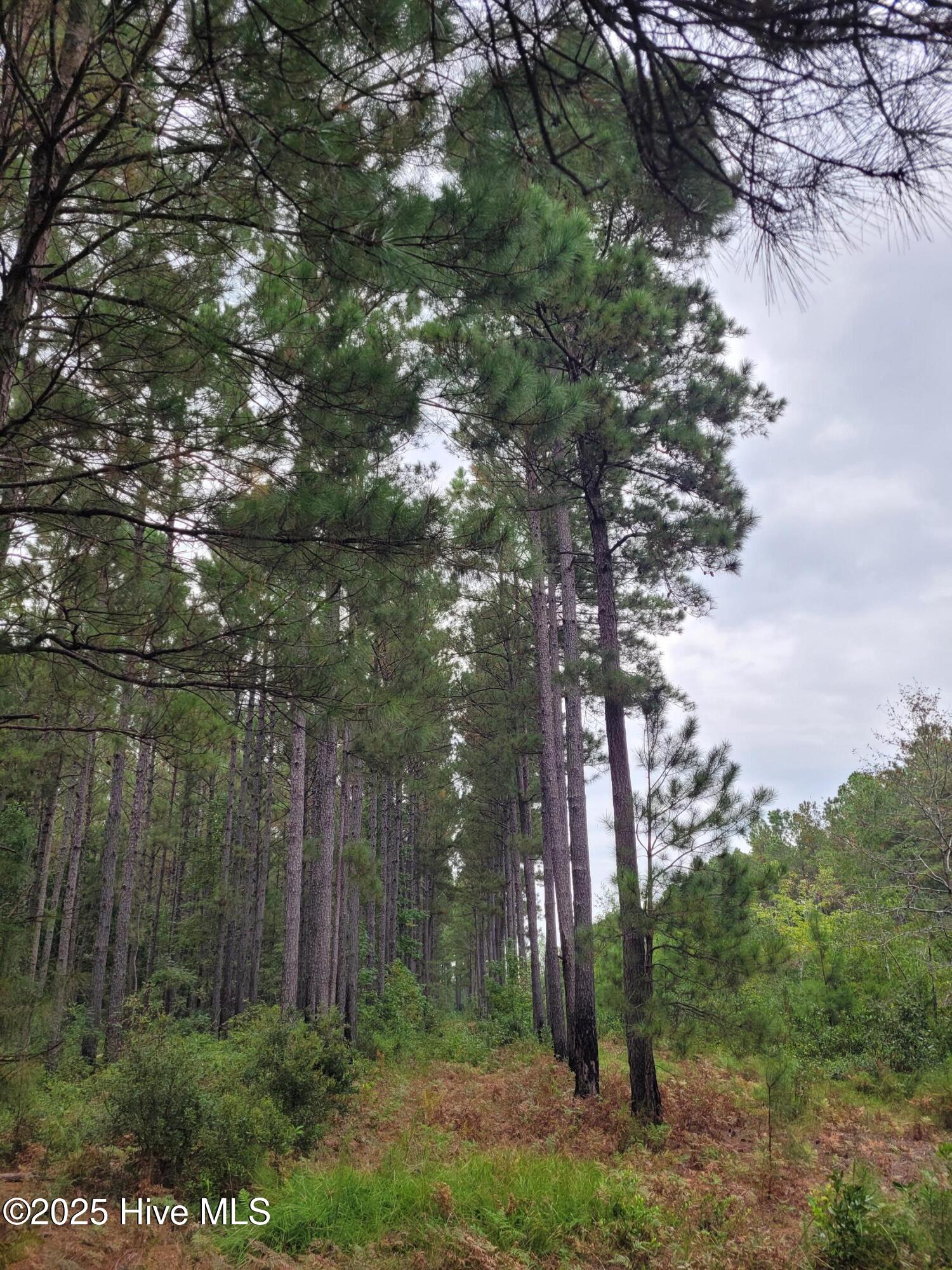 0 Kingtown Road Northwest Ash, NC 28420 - Photo 2 of 14 2) 63172-68cd807e54786