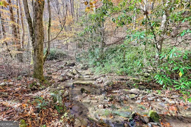 a view of a yard with plants and large trees