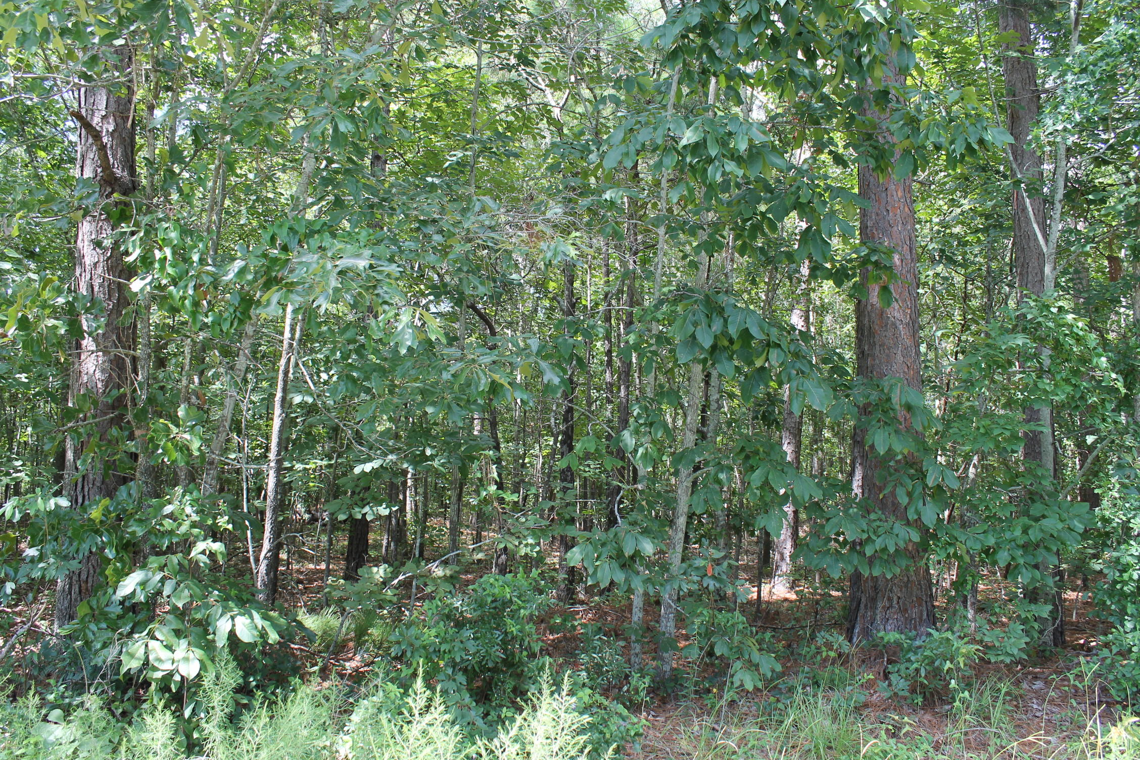 302-306 Carp Road Bonneau, SC 29431 - Photo 11 of 12 IMG_5765